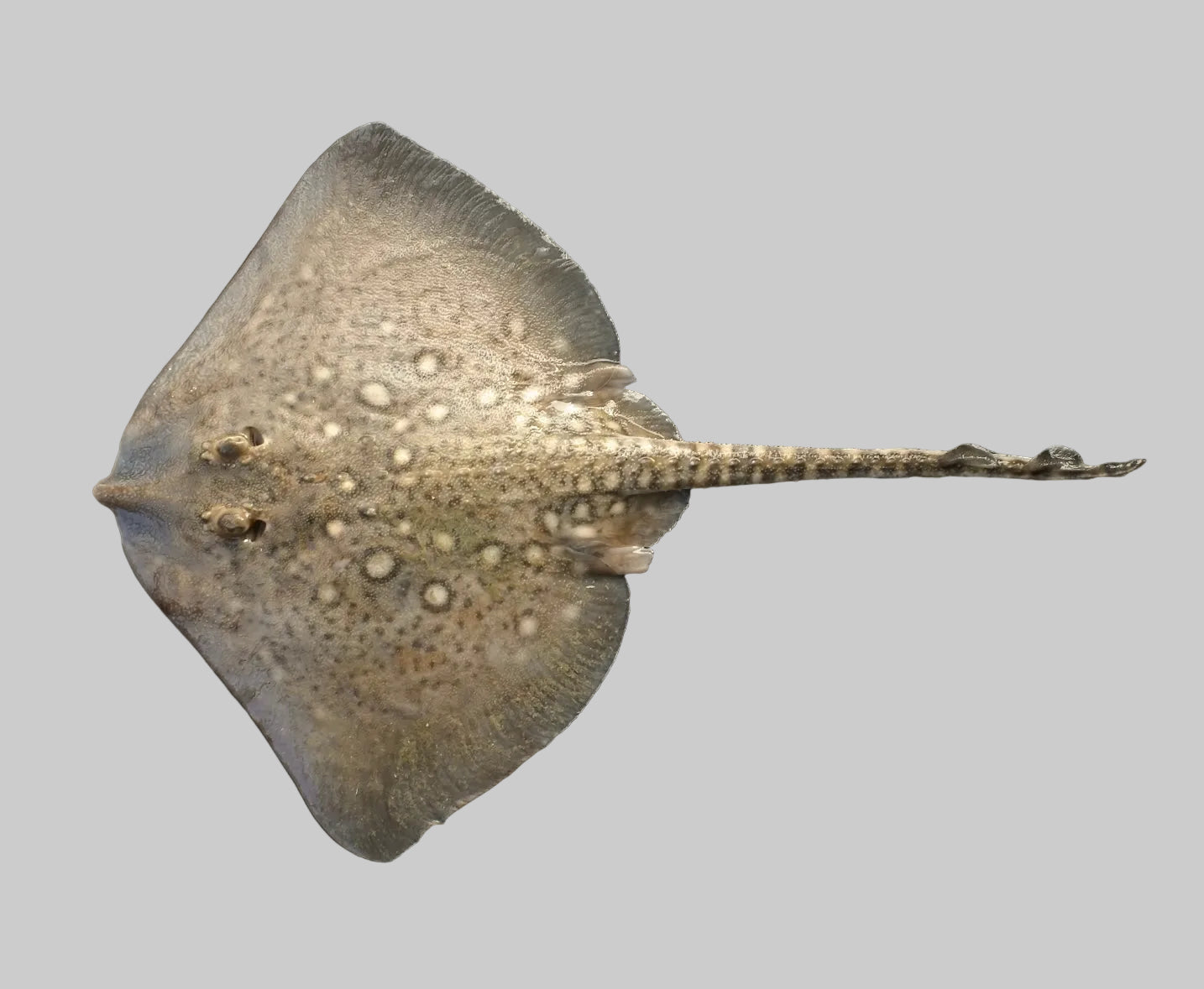 Ray fish with olive oil and curry | ABC+